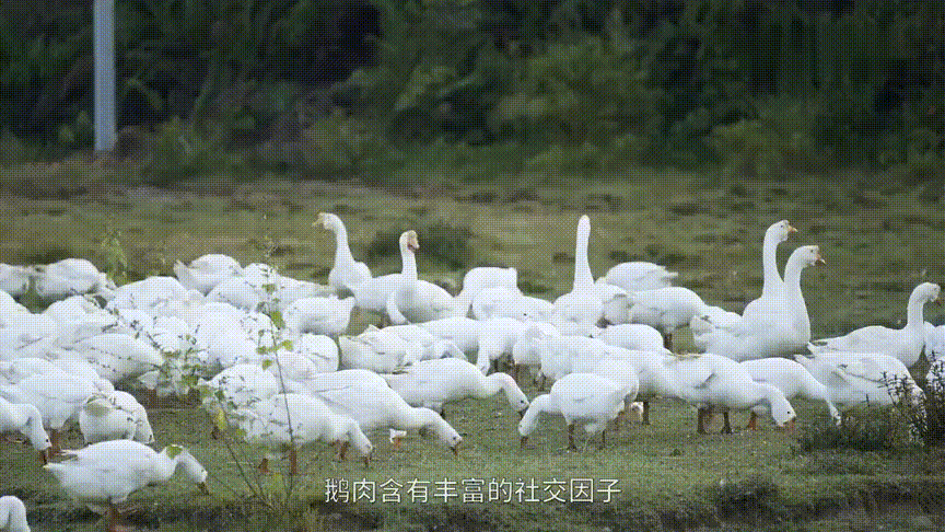 《科學(xué)養(yǎng)QQ》：走進(jìn)鵝場，學(xué)習(xí)QQ的高效養(yǎng)殖技術(shù)