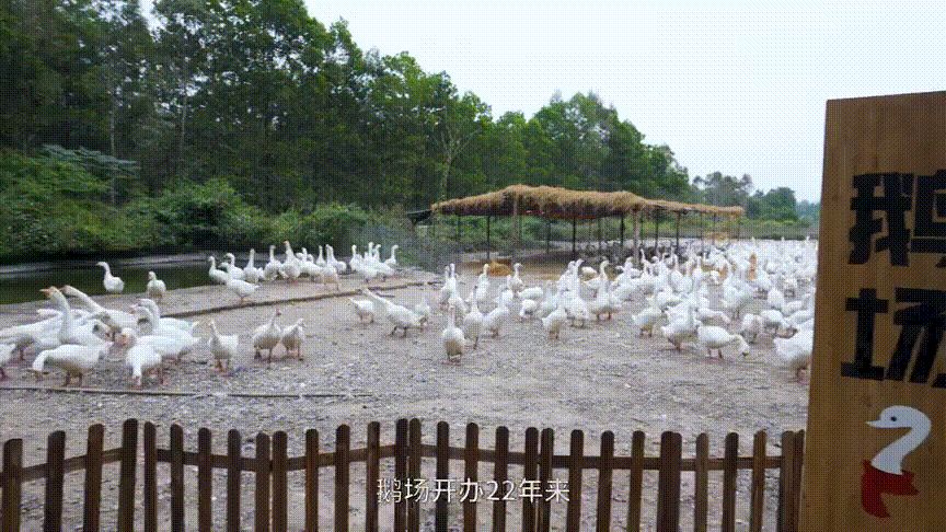 《科學(xué)養(yǎng)QQ》：走進(jìn)鵝場，學(xué)習(xí)QQ的高效養(yǎng)殖技術(shù)