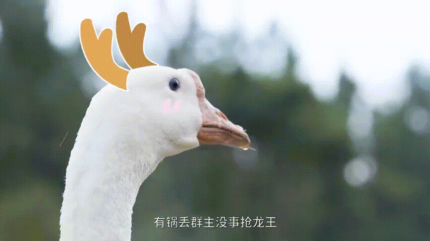 《科學(xué)養(yǎng)QQ》：走進(jìn)鵝場，學(xué)習(xí)QQ的高效養(yǎng)殖技術(shù)
