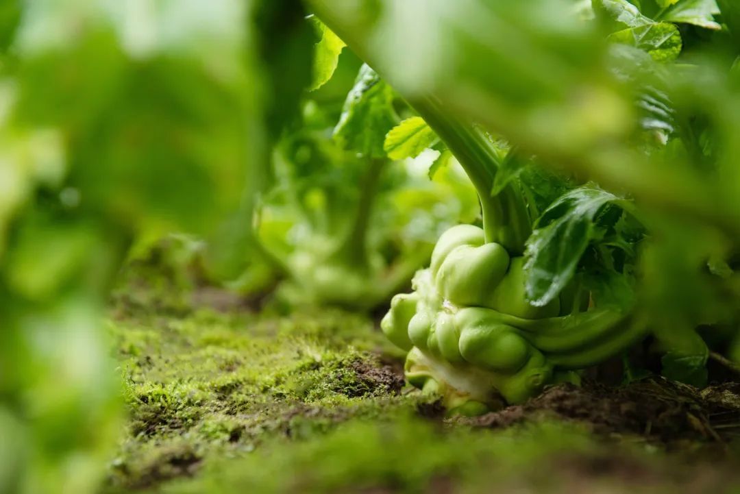 中國國家地理為《烏江》拍紀(jì)錄片，探索一包榨菜的前世今生