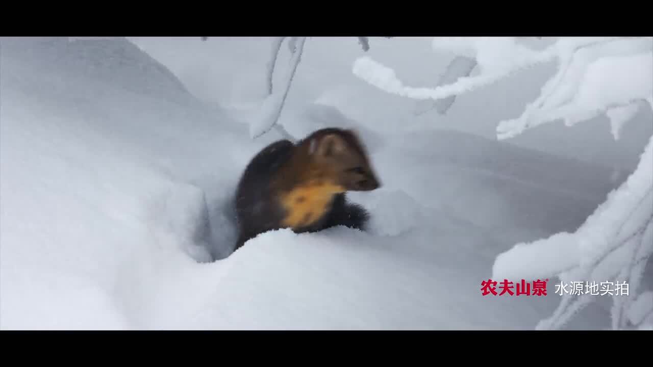 農(nóng)夫山泉史上最美廣告片《等一只鹿》