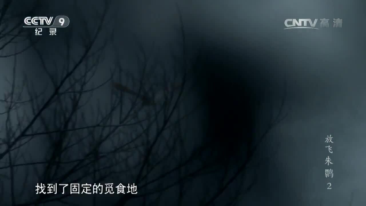 紀(jì)錄片《放飛朱鹮》第二集 謝猛配音 梵曲配音