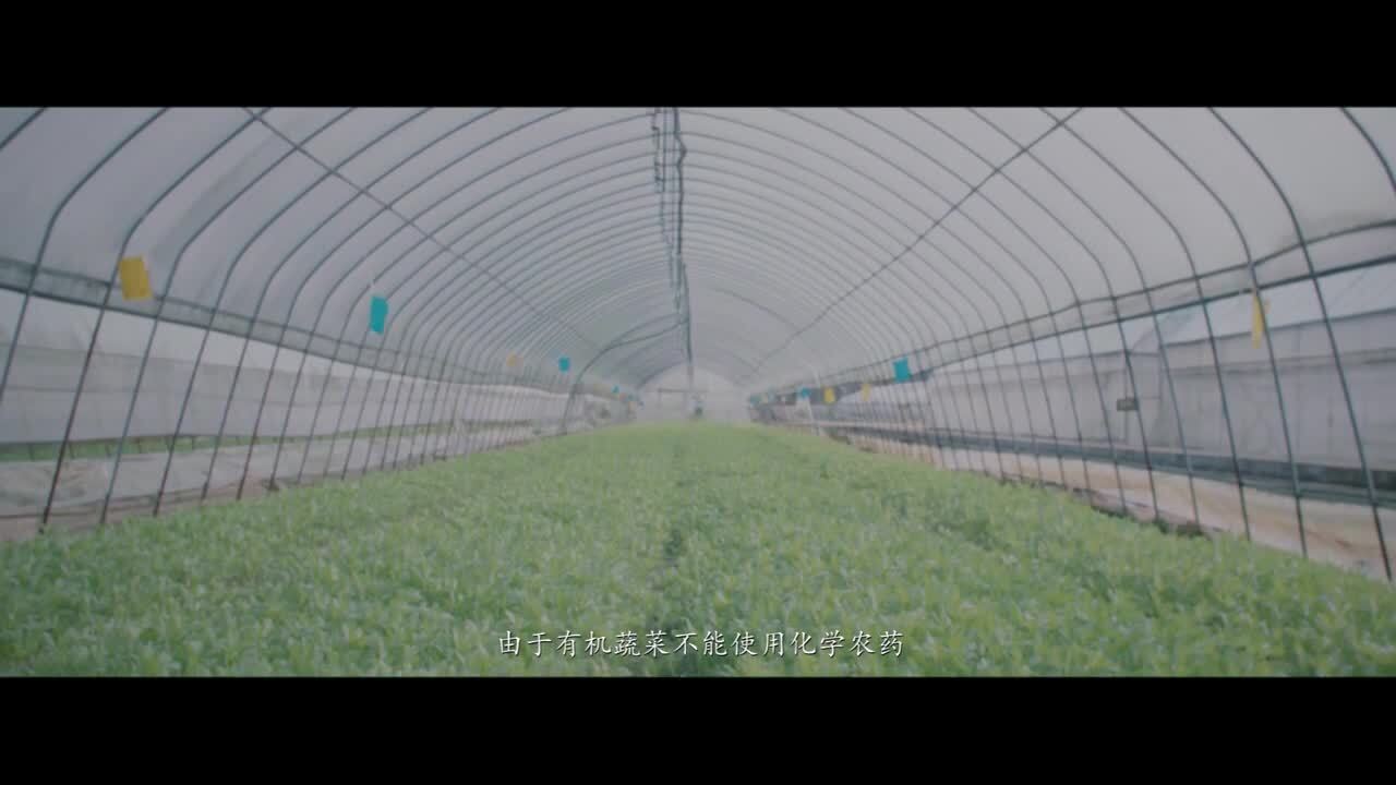 樸真有機(jī)宣傳片