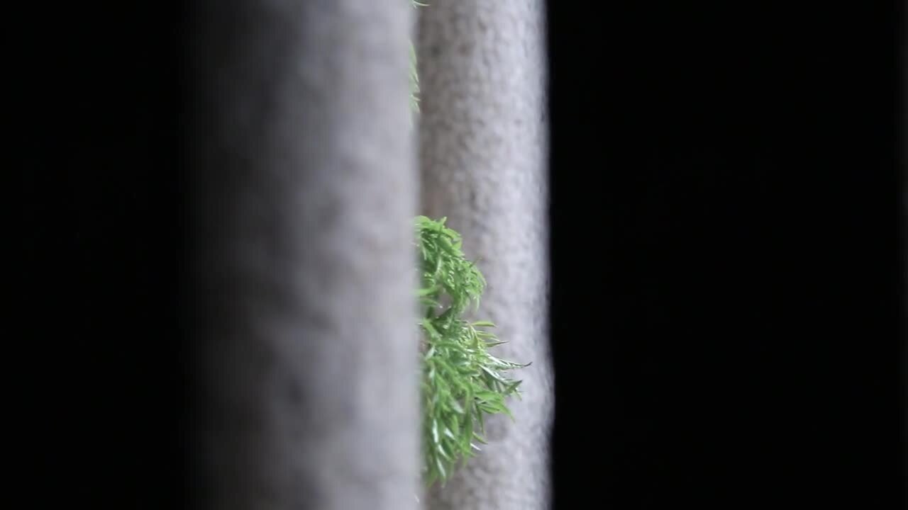 一款盤，一個花的世界